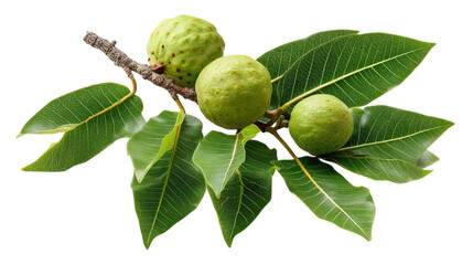 Fototapeta premium PNG of Still life of green cherimoya fruits and vibrant leaves, showcasing nature's beauty with rich textures and colors.