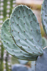 Mexican Opuntia robusta Cactaceae close up