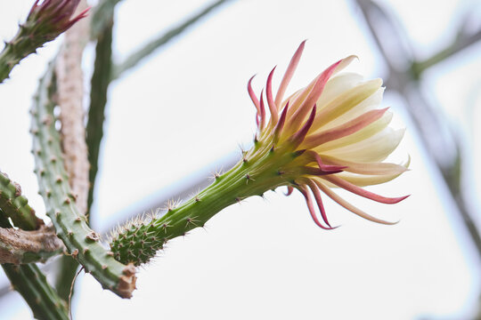 A white and yellow flower of mandacaru cactus, Cereus jamacaru, blowing