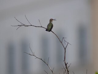 Black-throated Hummingbird (Archilochus alexandri) Singing on Branch 