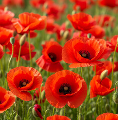 Obraz premium Walpaper Klatschmohn