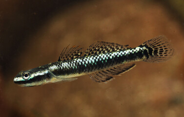 Male Blue Neon Goby (Stiphodon atropurpureus)