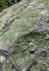 Obraz premium Detailed view of a textured rock surface adorned with numerous patches of bright green lichen.