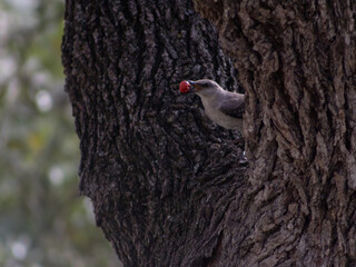 Northern Mockingbird with Berry in Beak