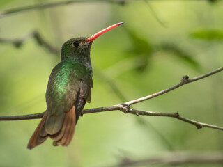 Buff-bellied Hummingbird (Amazilia yucatanensis) Perched on Branch