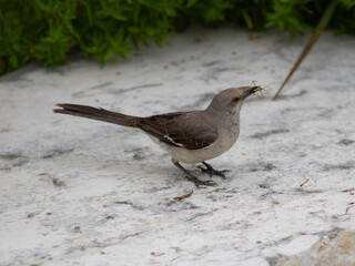 Northern Mockingbird with Insect in Beak