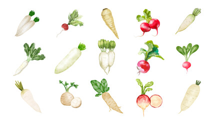 A vibrant watercolor collection of various fresh radish types, including daikon and red radishes, isolated on a white background.