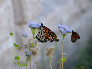 Monarch Butterfly (Danaus plexippus) on Purple Flower