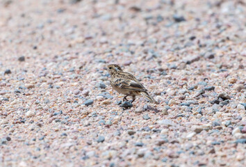 Chestnut-collared Longspur (Calcarius ornatus) foraging in gravel