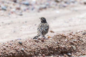 Immature Chestnut-collared Longspur (Calcarius ornatus) on a gravel trail