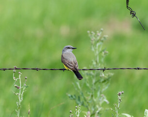 Western Kingbird (Tyrannus verticalis) perched on a barbed wire fence in a vibrant green field