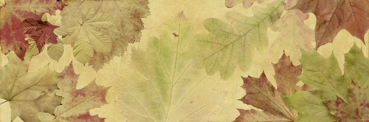 autumn tinted maple, rowan, oak and chestnut leaves on a brown background of old paper.Close-up,...