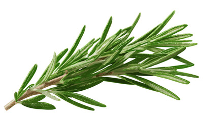 Top view flat lay of fresh rosemary twig isolated on transparent background, suitable for herbal spice, food, health, hair care, and perfumery designs, organic ingredient, aromatic herb
