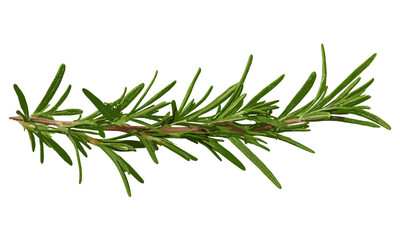 Fototapeta premium Natural fresh rosemary twig isolated on transparent background, cut out for health, food, hair care, and perfumery designs, herbal seasoning, organic plant element, essential oil