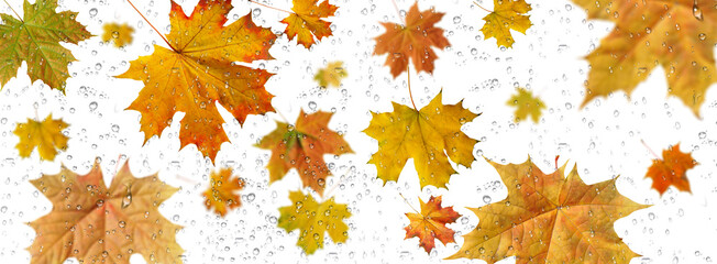Background of autumn multicolored maple leaves with raindrops on a transparent background.Close-up, long 2