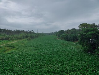 Various green trees in the village. Lush rural landscape with diverse tree types