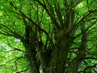 Looking up at a large Beech tree with green leaves on a sunny day in Summer, providing shade.