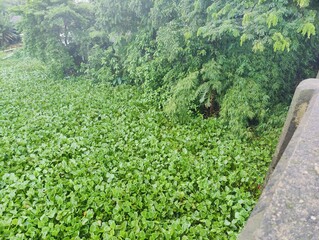 Lush green village with dense foliage and  trees on a bright day