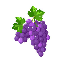 Fototapeta premium bunch of grapes isolated on white background