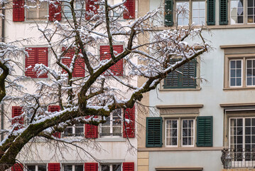 Snowcovered Tree Branches Front Colorful