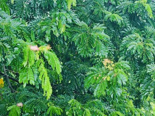 Lush green village with dense foliage and  trees on a bright day