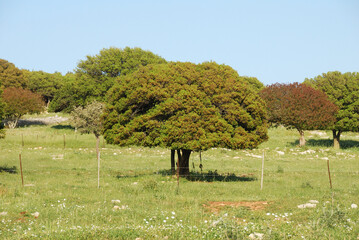 Parque Nacional del Monte Carmelo, Israel