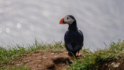 Colorful puffin perched on a grassy cliff overlooking the serene waters of Icelands coastline