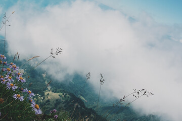 Mountain flowers and plants in the clouds