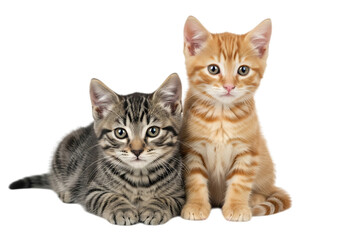 Fototapeta premium Illustration of two kittens, one orange and one tabby, sitting together isolated on transparent background