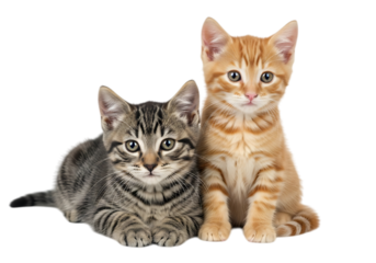 Illustration of two kittens, one orange and one tabby, sitting together isolated on transparent background