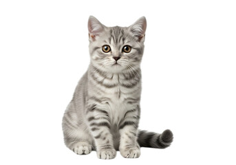 Obraz premium Illustration of silver tabby kitten sitting, isolated on transparent background