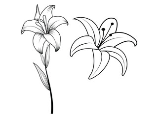 lily of the valley line art vector design