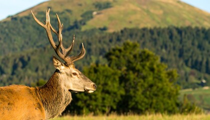 Naklejka premium Deer in a grassy field, mountain backdrop