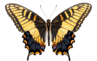 Beautiful butterfly on transparent background, png