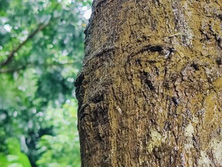 Close-up shot of a tree trunk showcasing its rough bark texture and natural details, with shadows...