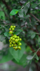Close-up of green Mehendi (Henna) seeds growing on the plant, surrounded by lush green leaves