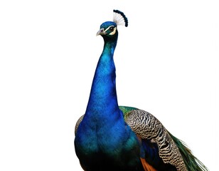 Majestic male peacock stands proudly against a clean white background. Its vibrant, iridescent blue and green plumage, along with detailed feathers, creates an elegant and eye-catching display.