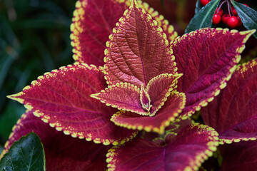 Colorful leaves of coleus or painted nettle plant