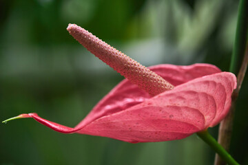 Close up of Pink Anthurium or flamingo flower in garden