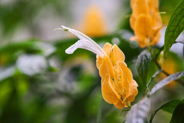 Bright yellow inflorescences of Pachystachys lutea or golden shrimp plant blooming