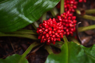 Red fruits from the Palisota mannii, family Commelinaceae. 