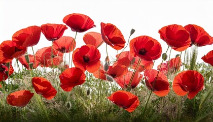 Fototapeta premium vibrant red poppies in full bloom isolated on transparent background