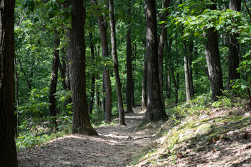  Shaded Forest Path with Trees