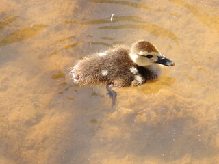 Beautiful swimming and flying ducks, calm animals that do not get scared.