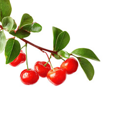 Close-up of bright red cherries on a branch with green leaves