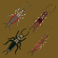 Earwig Vector