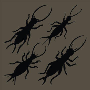 earwig silhouette