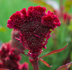 Beautiful close-up of celosia argentea