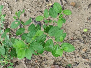 Close-up of green leaves highlighting natural beauty and freshness
