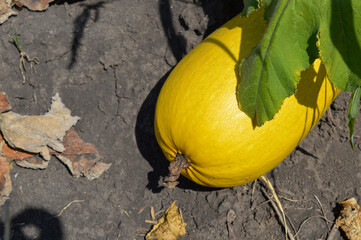 Pumpkins growing in a garden bed, surrounded by green leaves. A ripe orange pumpkin is visible,...